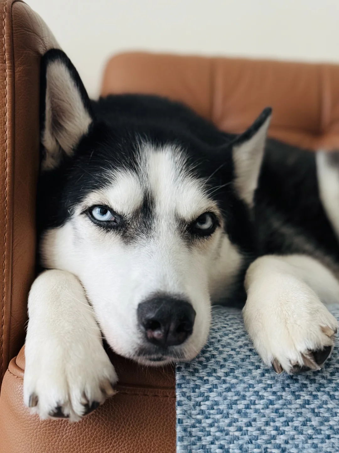 有点儿过分好看了