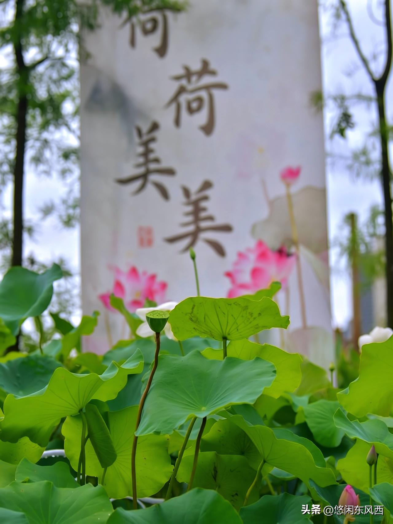 周末寻味顺德陈村镇，邂逅花卉世界荷荷美美
周末奔赴顺德陈村镇花卉世界，赴一场繁花