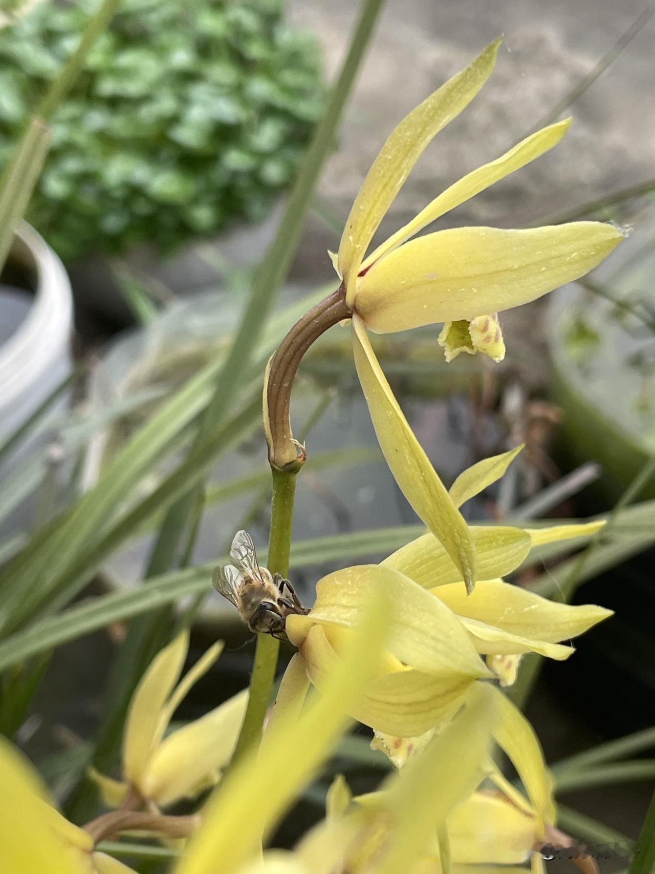 朋友家养的惠兰，繁花似锦，颜色淡雅，枝叶繁盛，是我见到的兰花里，养得非常好的。