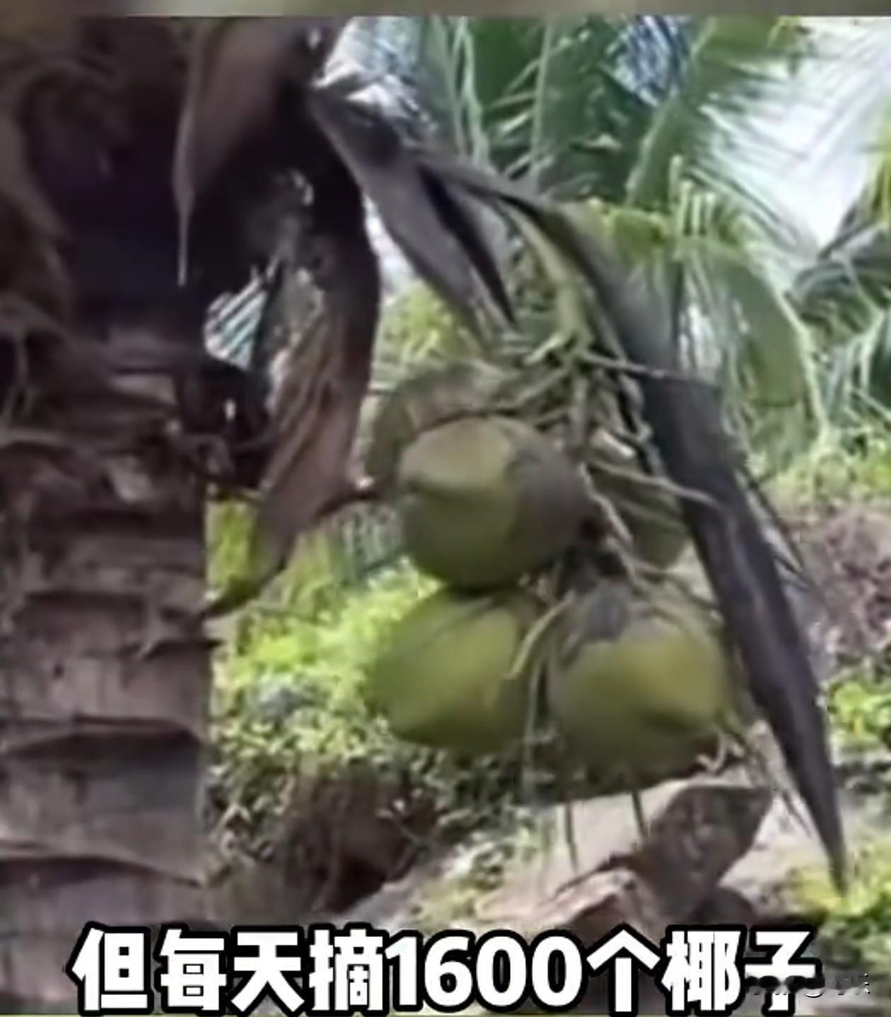 欧盟连猴子都不放过。
泰国的椰子遭到欧盟的集体抵制，原因是泰国通过训练猴子，一天