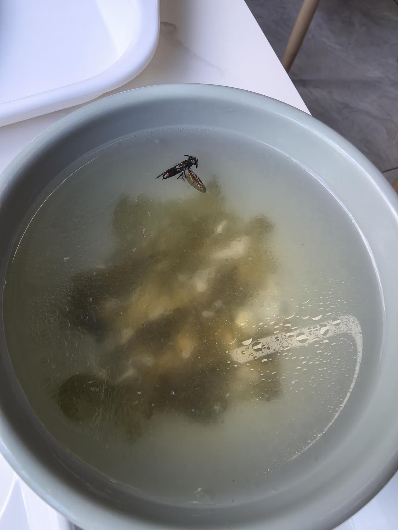 趁我分神的一瞬间，这只虫子它投水自尽了。[吐舌]