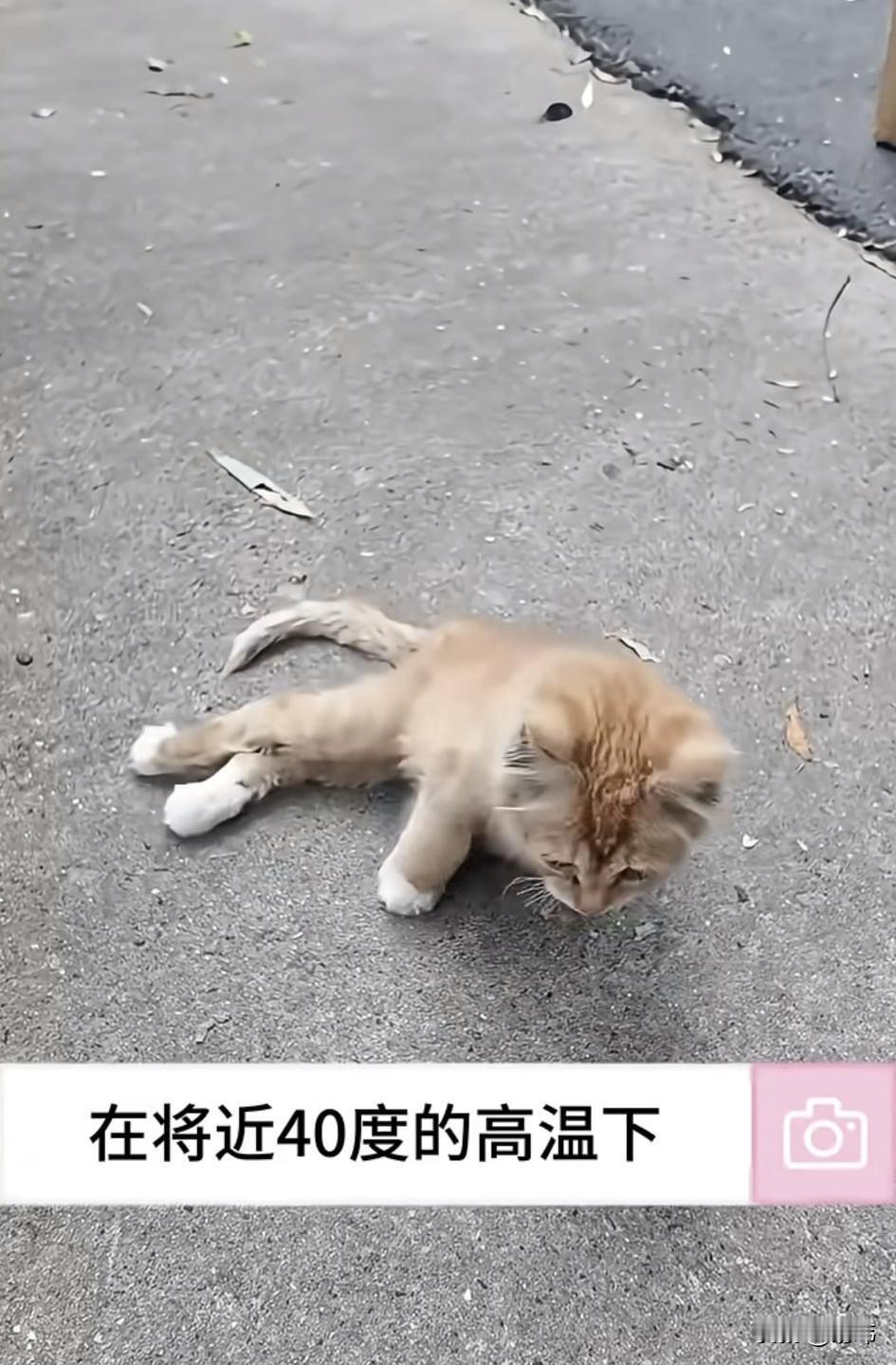 泪目了！一个四十度高温的夏天，一只残疾的流浪小橘猫拖着两条残废的后腿在滚烫的地面