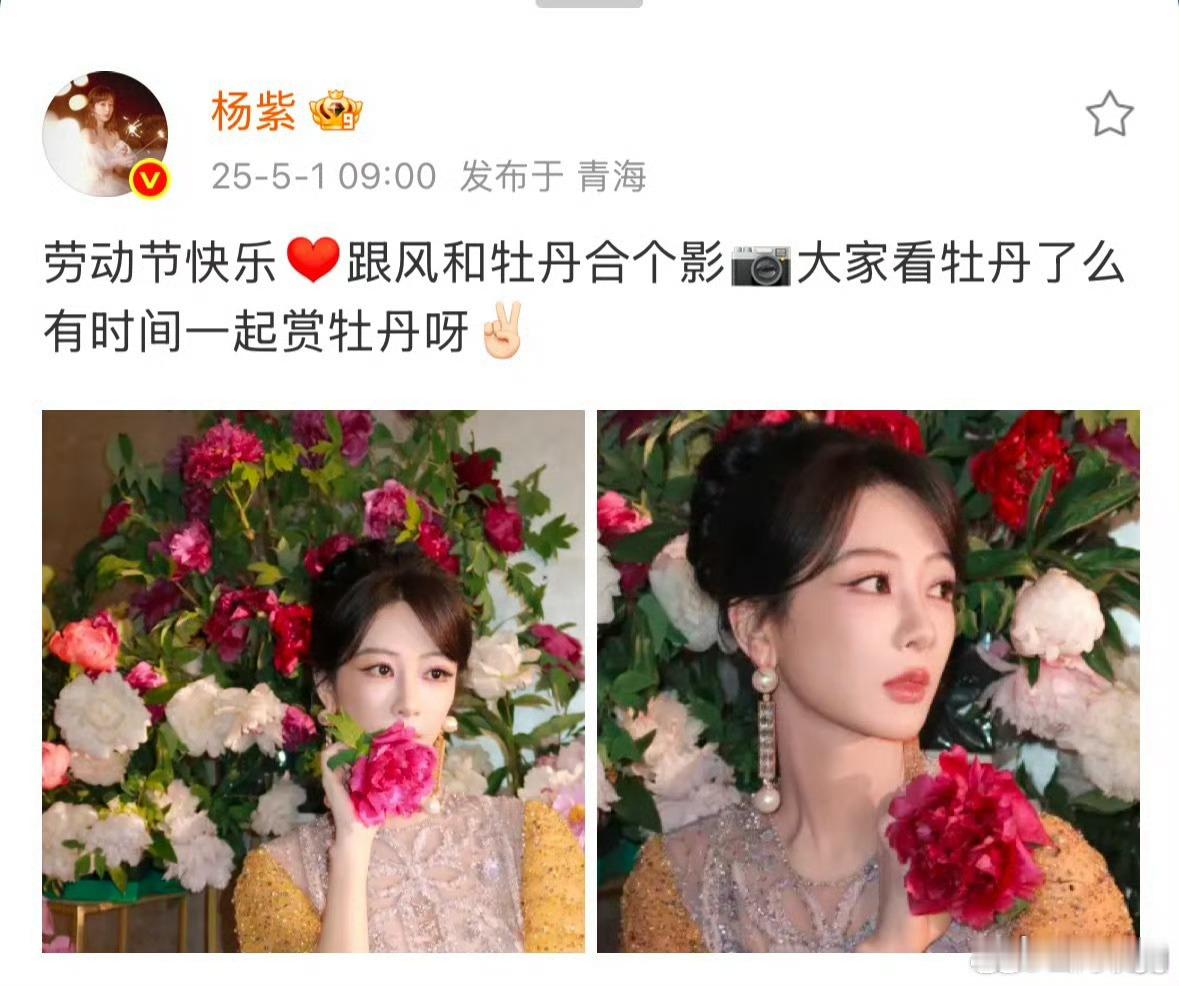 宝五一假期快乐！拍摄顺利白菊爆爆爆！杨紫和牡丹合影杨紫白菊杨紫 ​​​