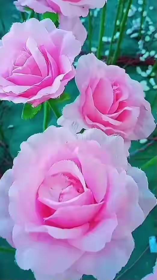这花真美，像少女的心事。