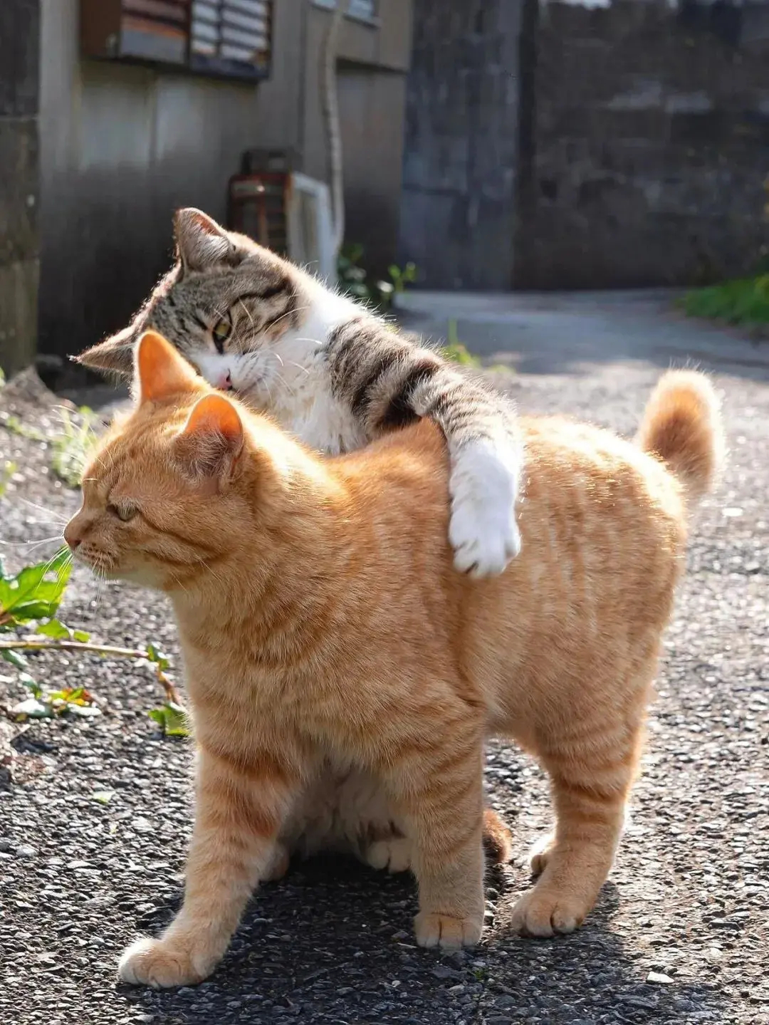 猫猫:我们是天下第一好​​​