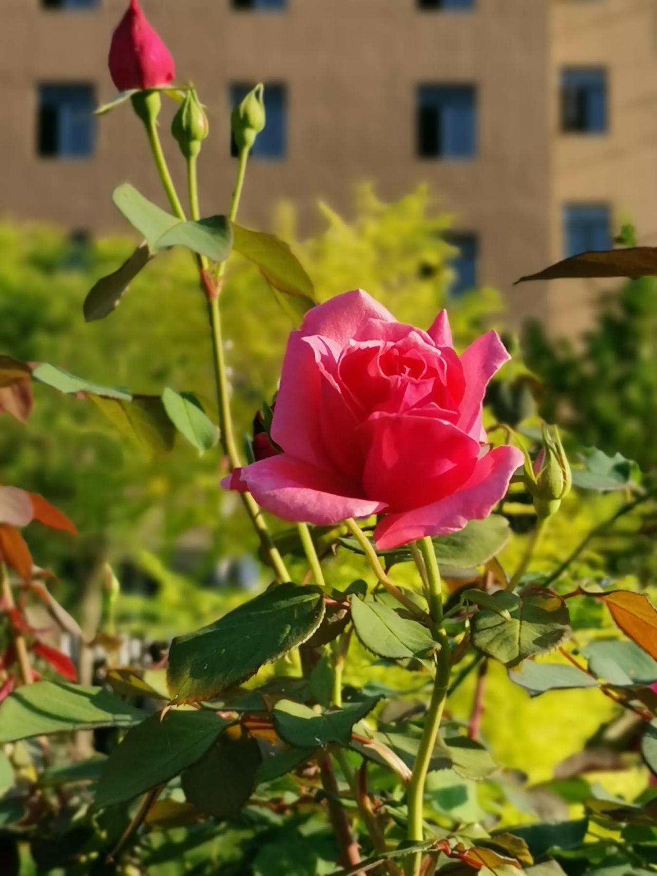 #分享随手拍摄的月季花#