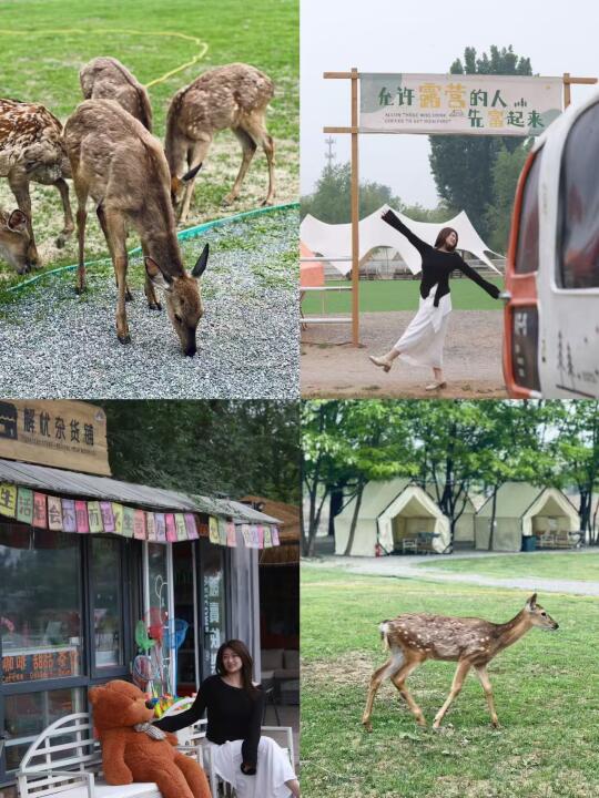 🔥京郊小奈良！昌平神仙鹿营地🦌摸鹿撸狗