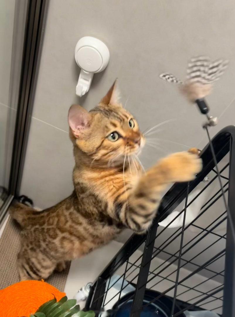 两种不同的逗猫棒都适应良好！今天尝试到处走，想啃电线……我：不能吃！鲨鲨委屈巴巴