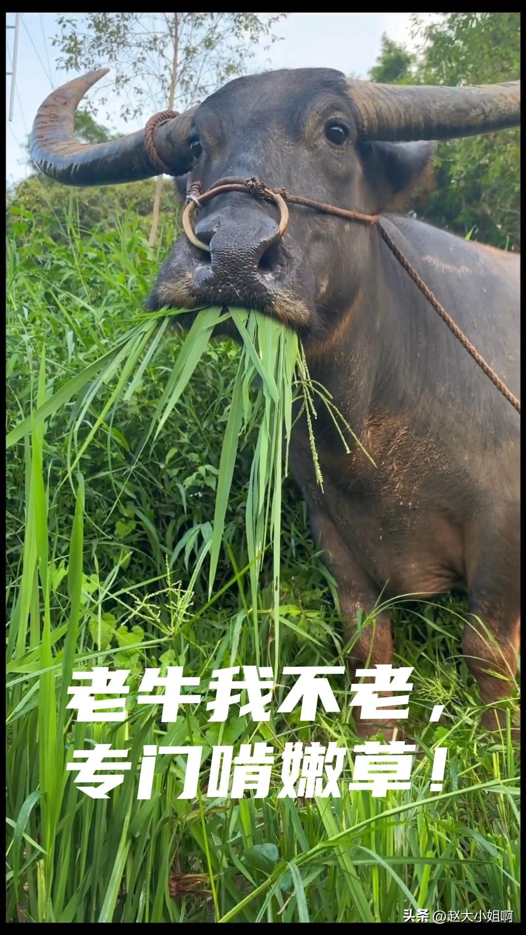 刚才在外面闹了个笑话，挺尴尬的。
在小区院子里遛狗到南门往回走的时候遇到一老一少