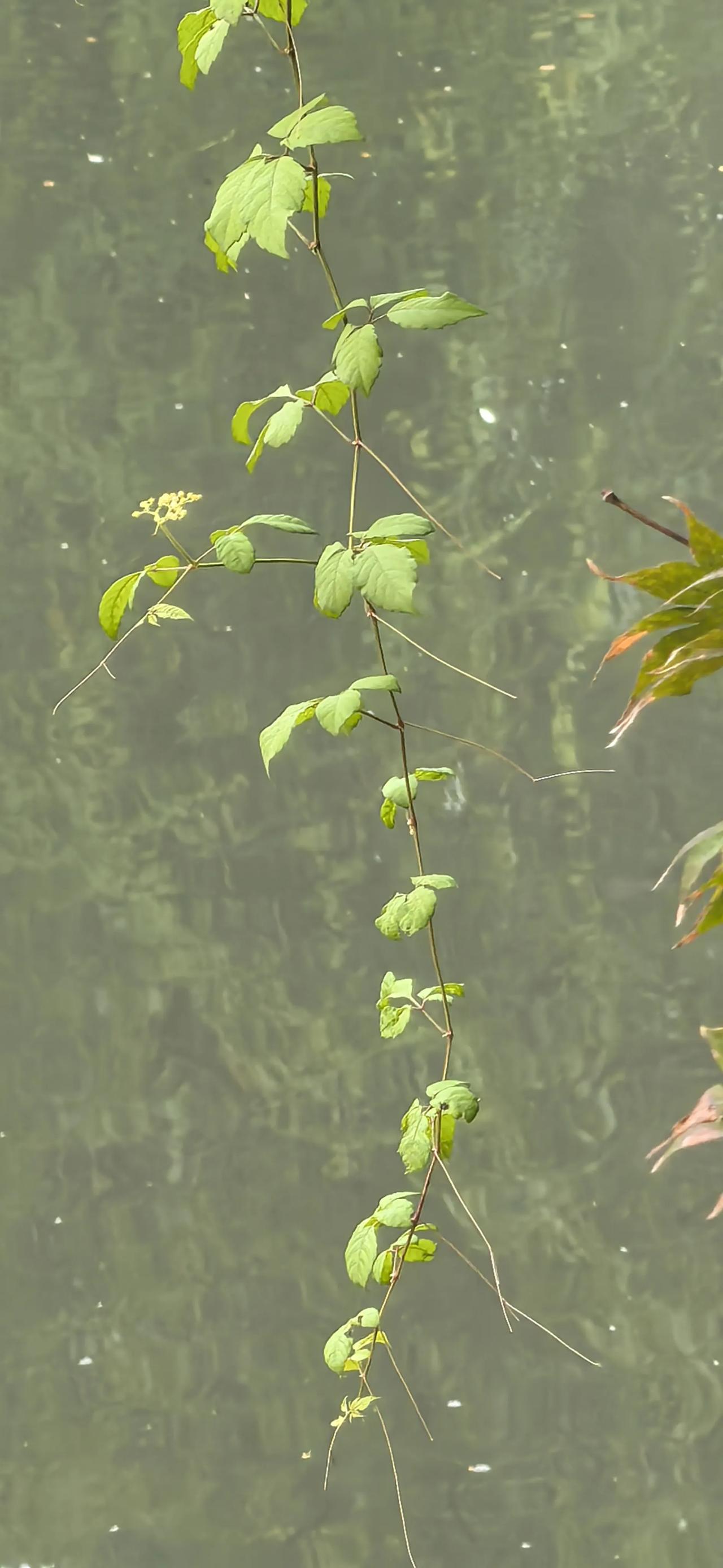 杭州西溪宾馆

景色优美 桂花飘香