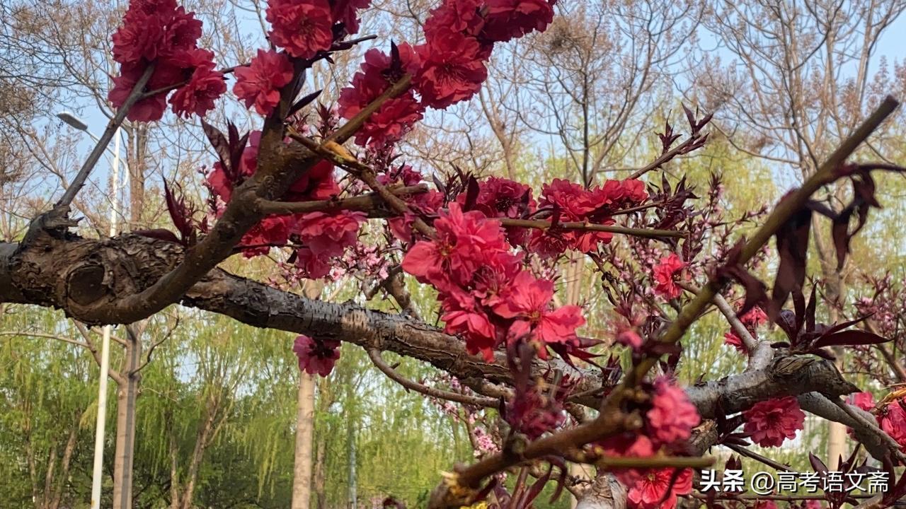 晒图笔记大赛春日花海，粉嫩绽放，快来打卡！🌸📸