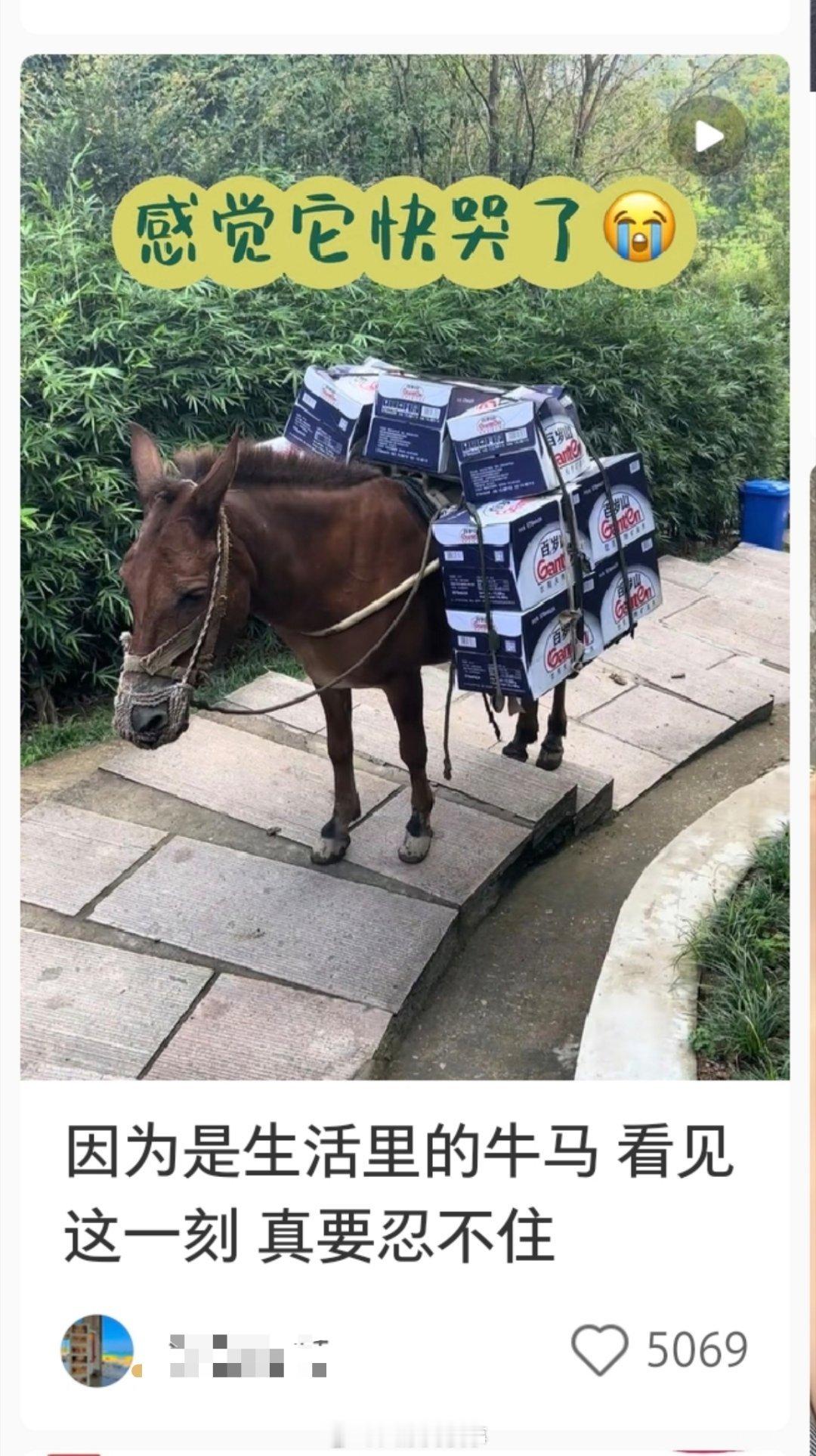 不知道你们还记得某些人控诉哈尔滨有狗拉雪橇那事吗。 
