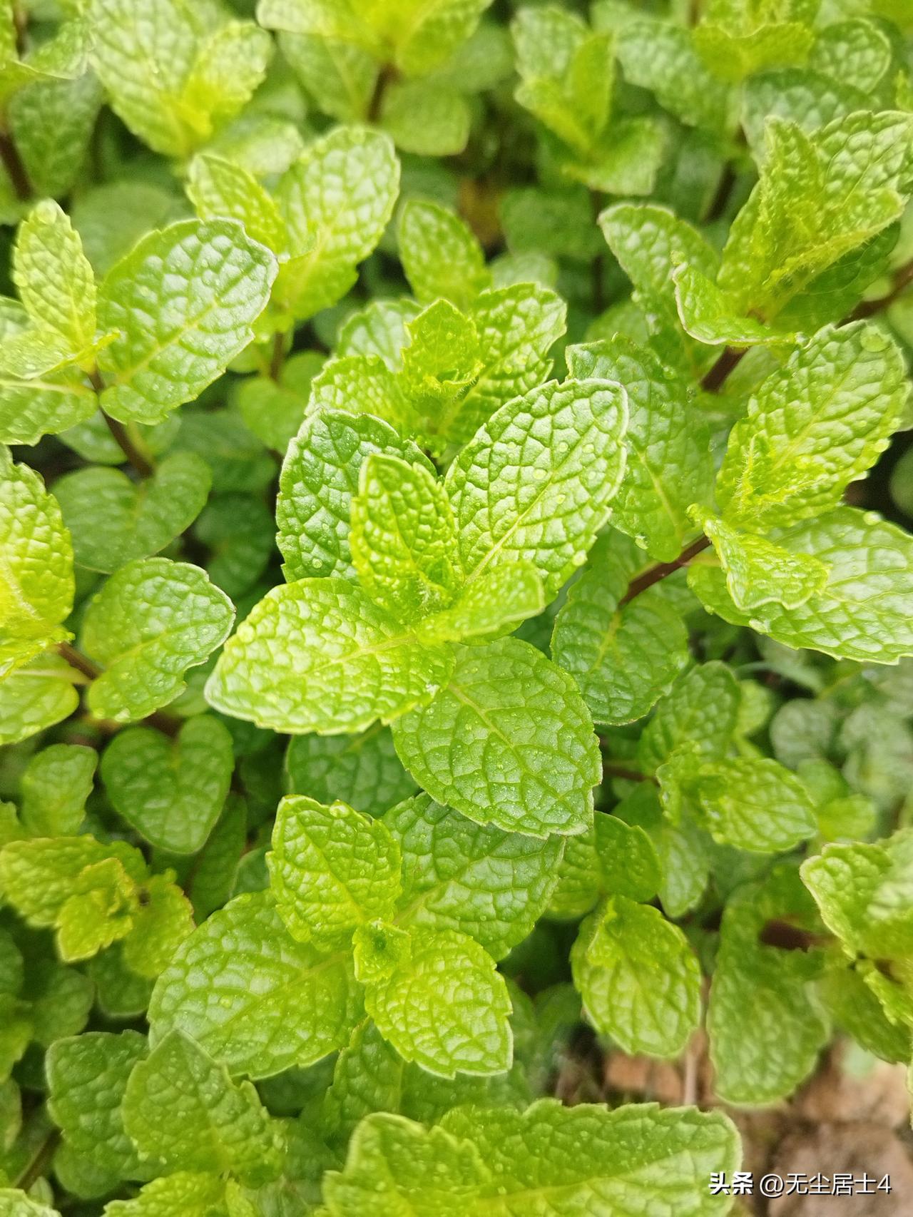 不再为胃癌后体重未明显增加而多虑！
前两年一直想，能吃能睡，虽然偶尔还有倾倒综合