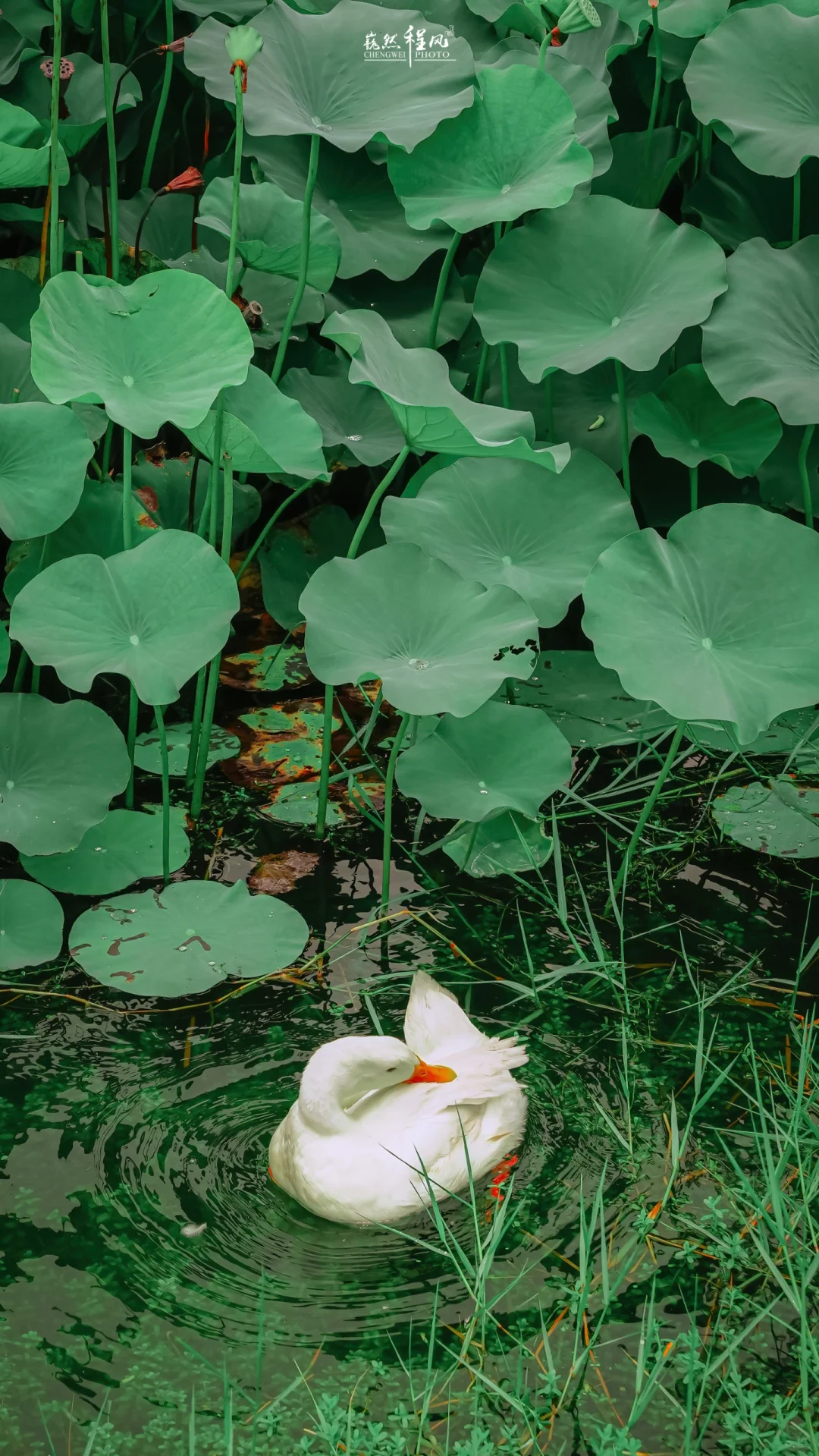 汕头海湾湿地公园 | 今年荷花拍了吗？