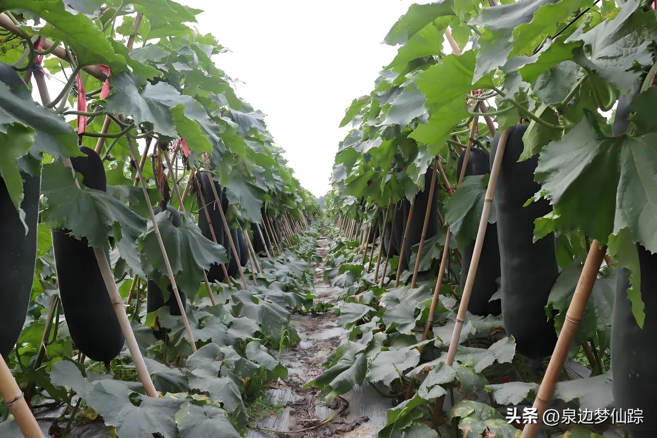 海南冬瓜丰产却遇冷！满田黑皮大冬瓜，求个好销路！
 
海南的黑皮冬瓜又熟了，藤上