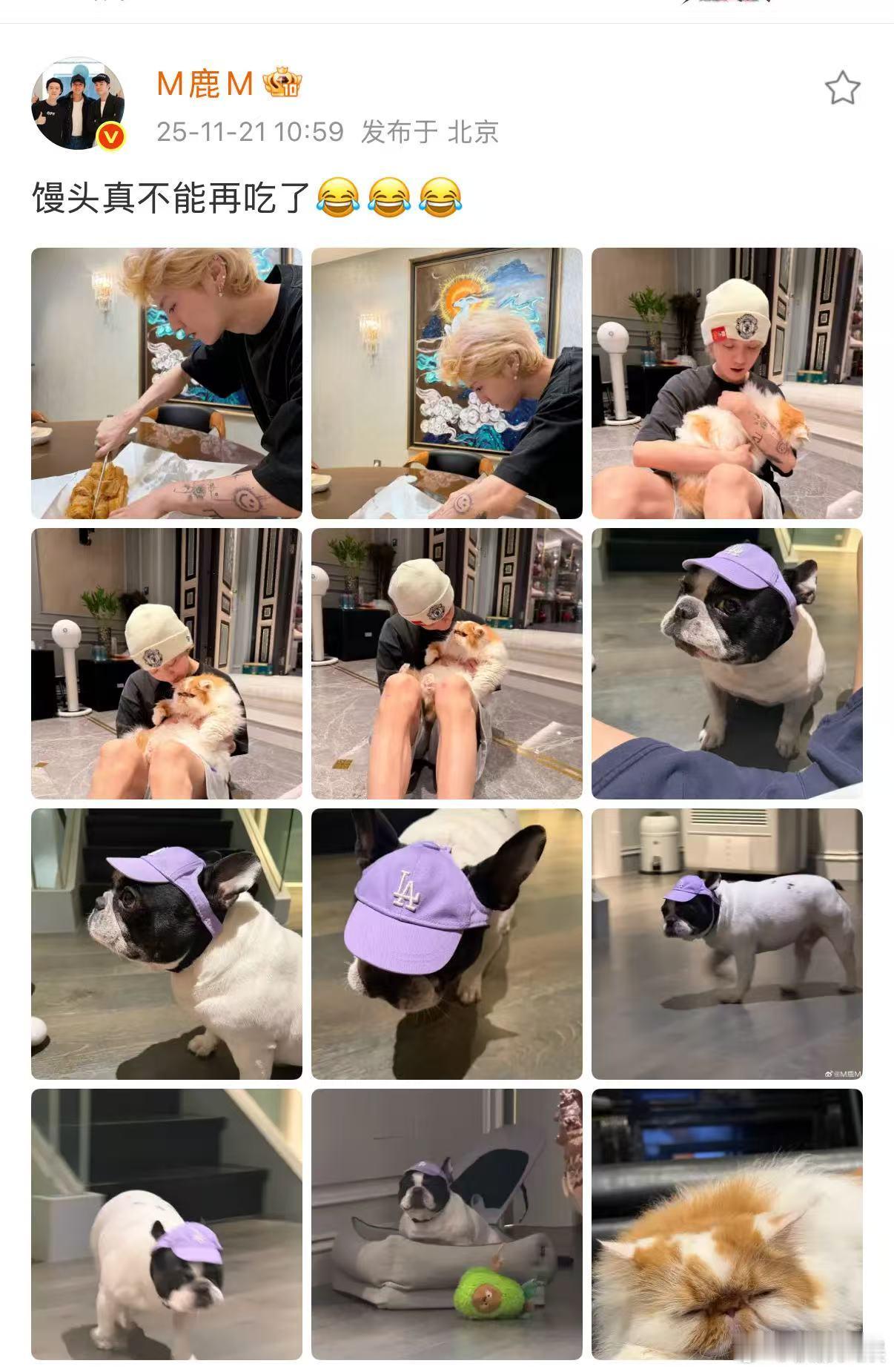 鹿晗晒猫猫狗狗，可爱，