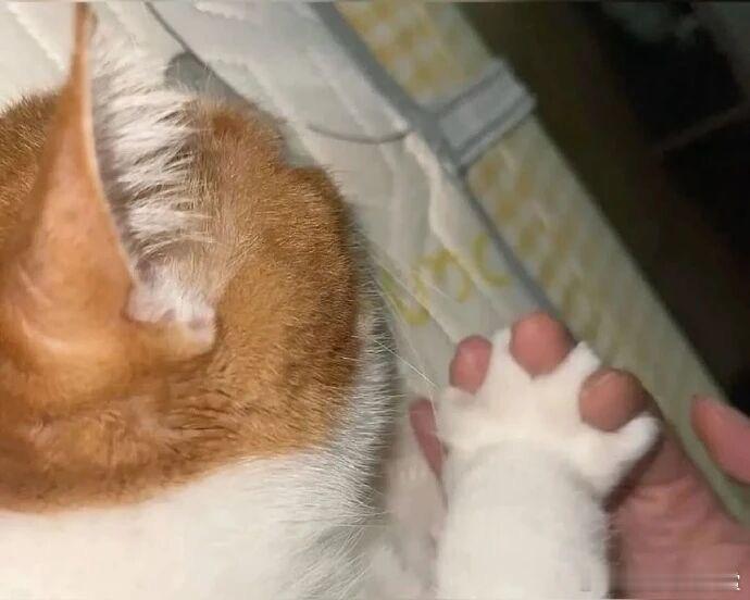 有点暧昧了 宠物卖萌中心 ​​​