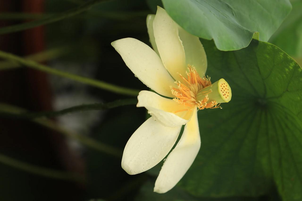 ，什么花都行

《荷苞含露》
四周宽大荷叶铺展，深浅绿意层层环绕，叶面凝着细密雨