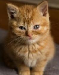 多么可爱的猫咪啊，你在想什么呢？受了什么委屈吗？难道你也有忧愁呀！
