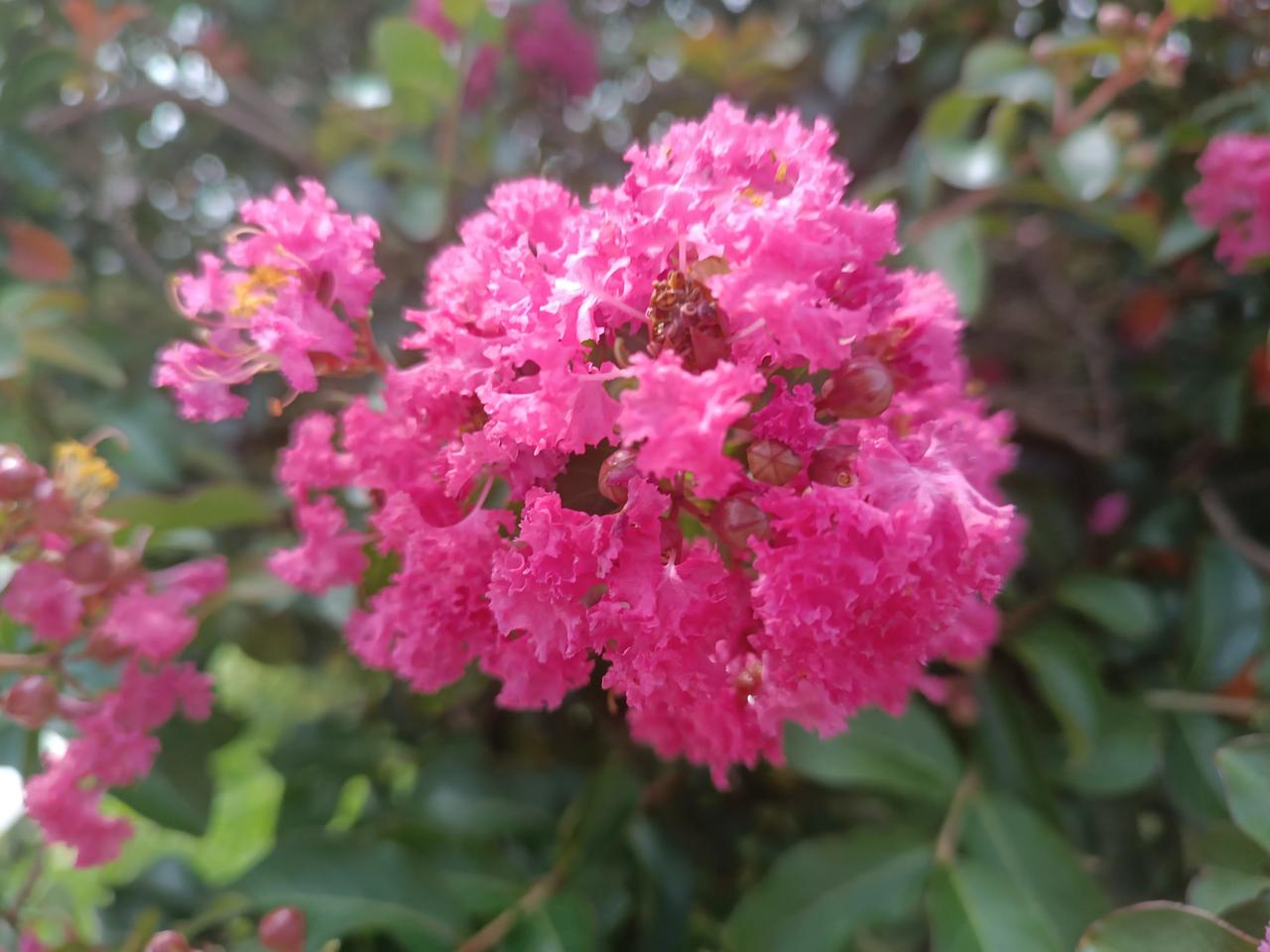 随手拍的紫薇花
花色艳丽
花朵优美
花姿柔雅
姹紫嫣红
娇艳欲滴
美丽绽放
[烟