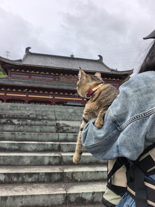 今天带猫猫来寺庙拉