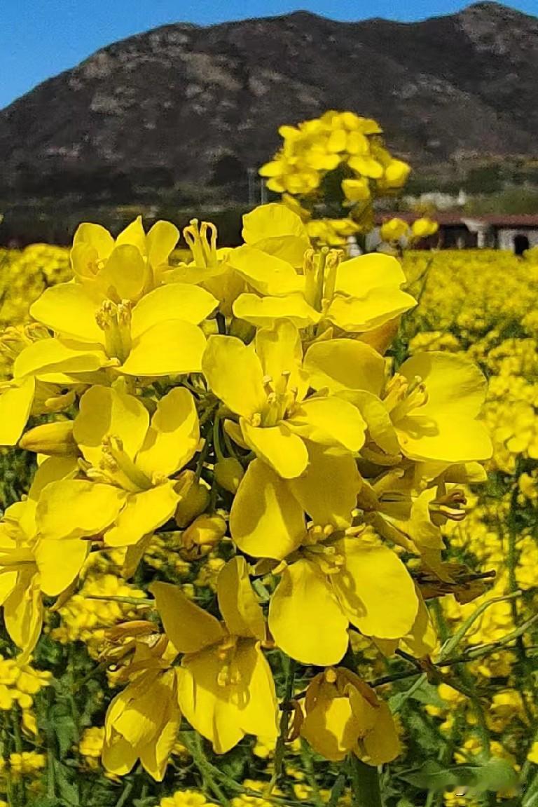 冬去春来万物生，
石家庄的春天太美了。在我的家乡石家庄正定县，河北大道邵同村附近