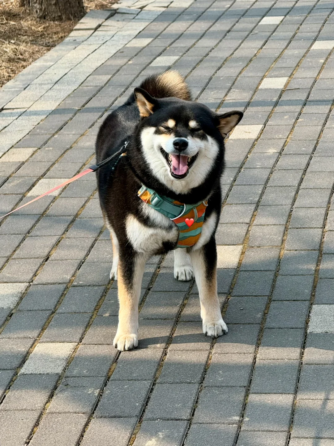 暖洋洋的春天，小狗也喜欢！