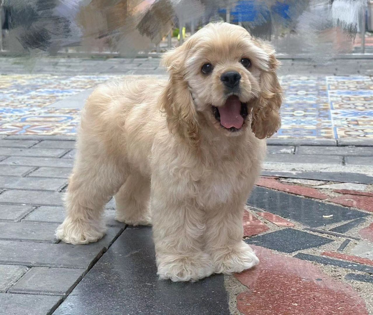 蹲主人｜麦色美国可卡犬妹妹