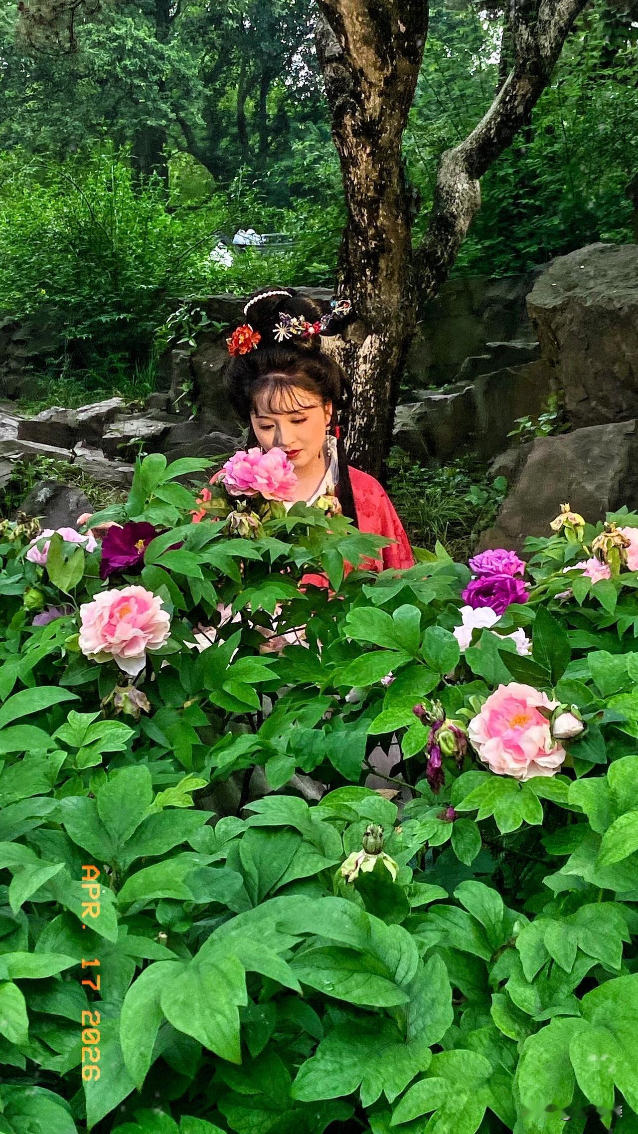 今天去到虎丘万景山庄，在为数不多的牡丹园中，拍到一个古装漂亮美女。
晒出你的本地