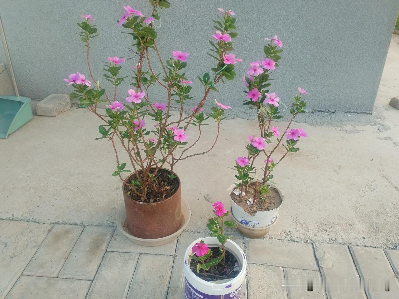 不忘家乡成才学子，为张一鸣点赞👍👍👍👍芳梅基金像梅花盛开！美丽芬芳馥郁！