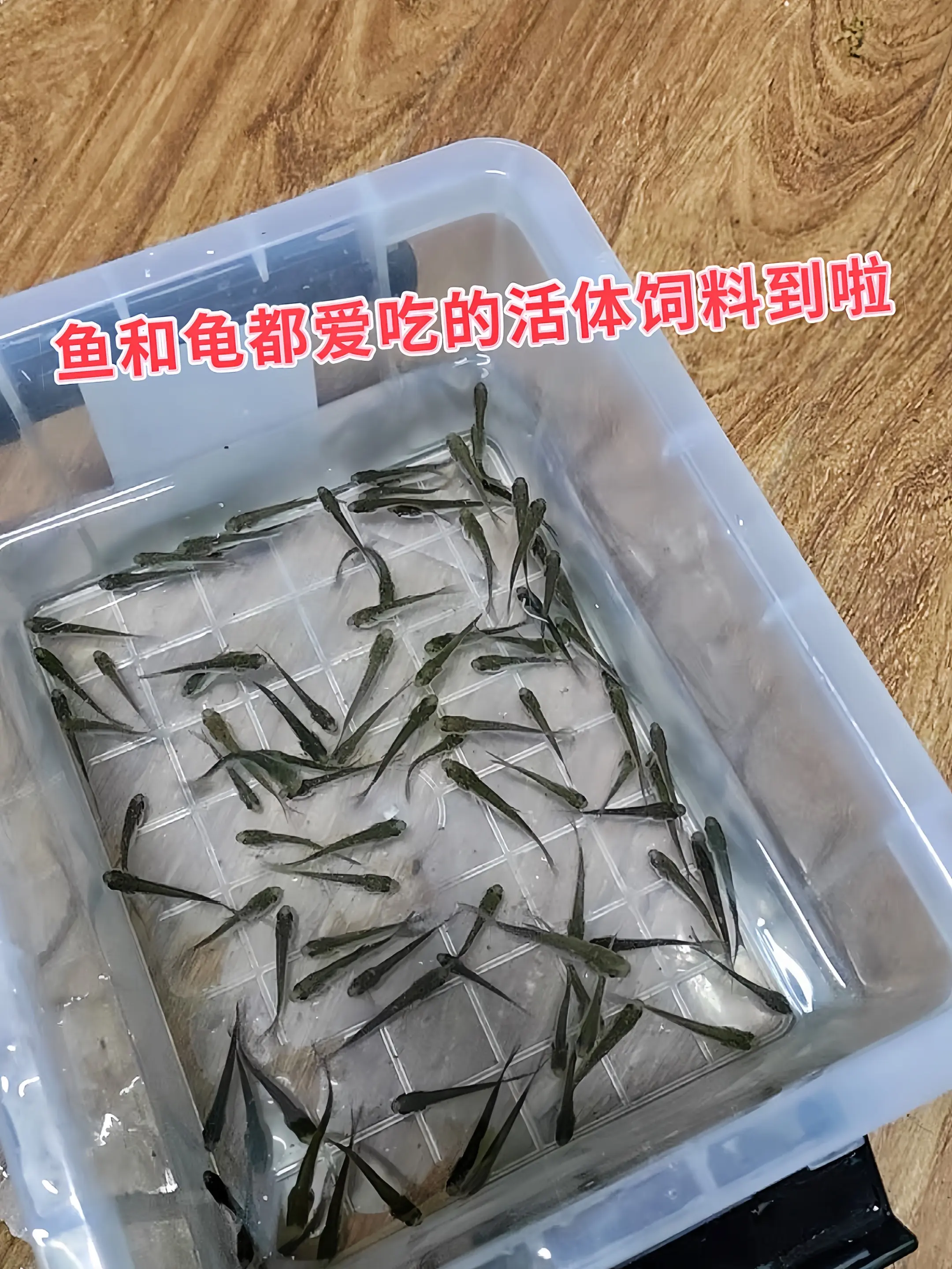 营养美味类  1. 活体麦穗鱼，天然鲜活，是肉食性宠物的顶级美味。富含...