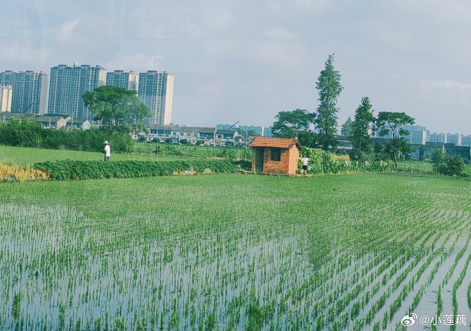 刚刚拍到的，稻田里的小屋和劳作的人。 