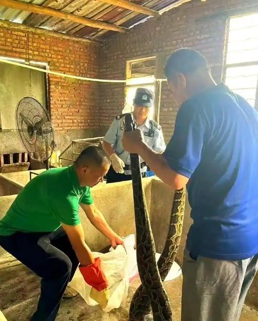 1986年，湖北利川一个叫程地明的捕蛇人，以团灭73条毒蛇的壮举闻名当地。没想到