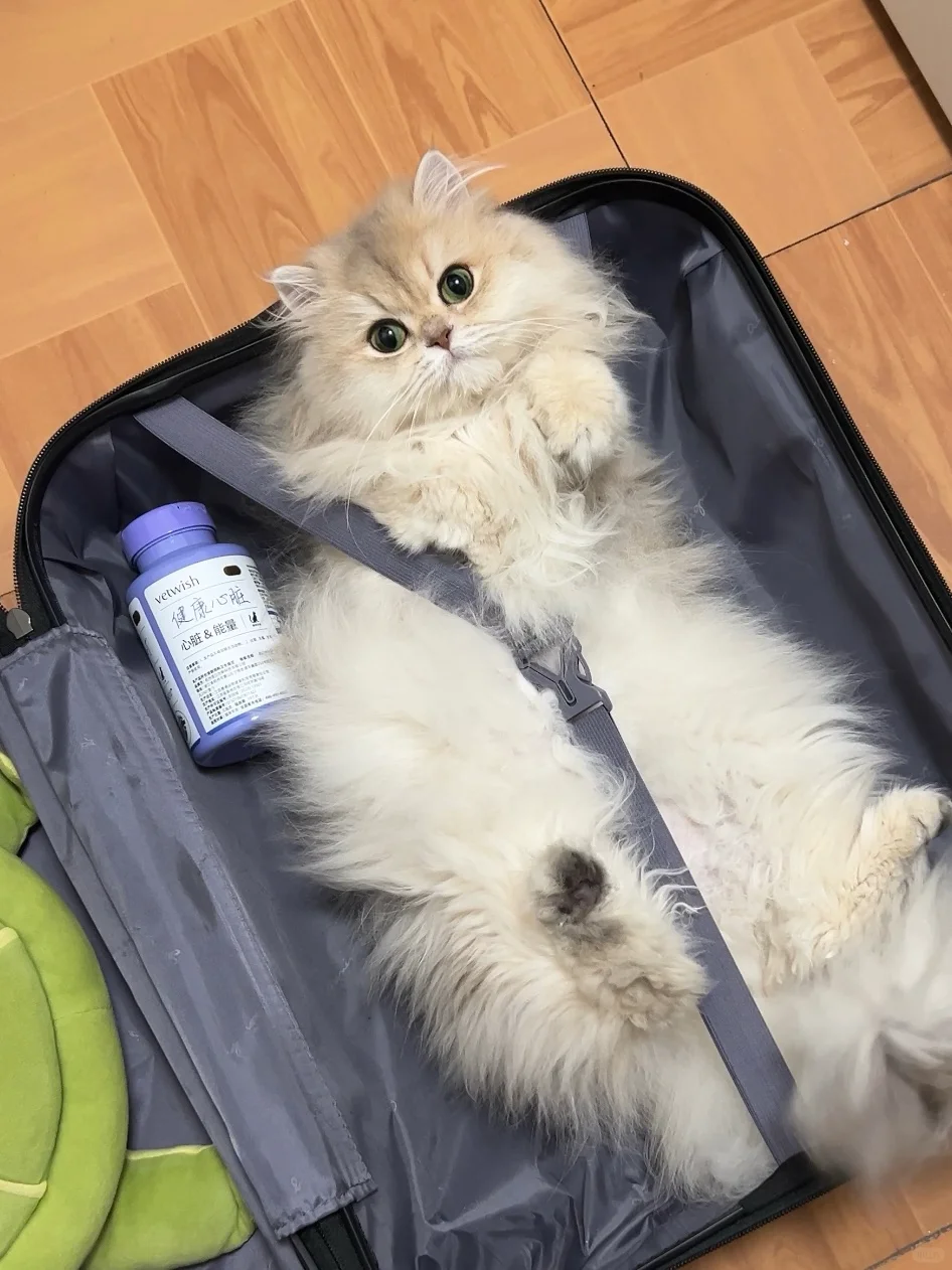 返乡过年🧨来点猫咪辅酶q10压压惊