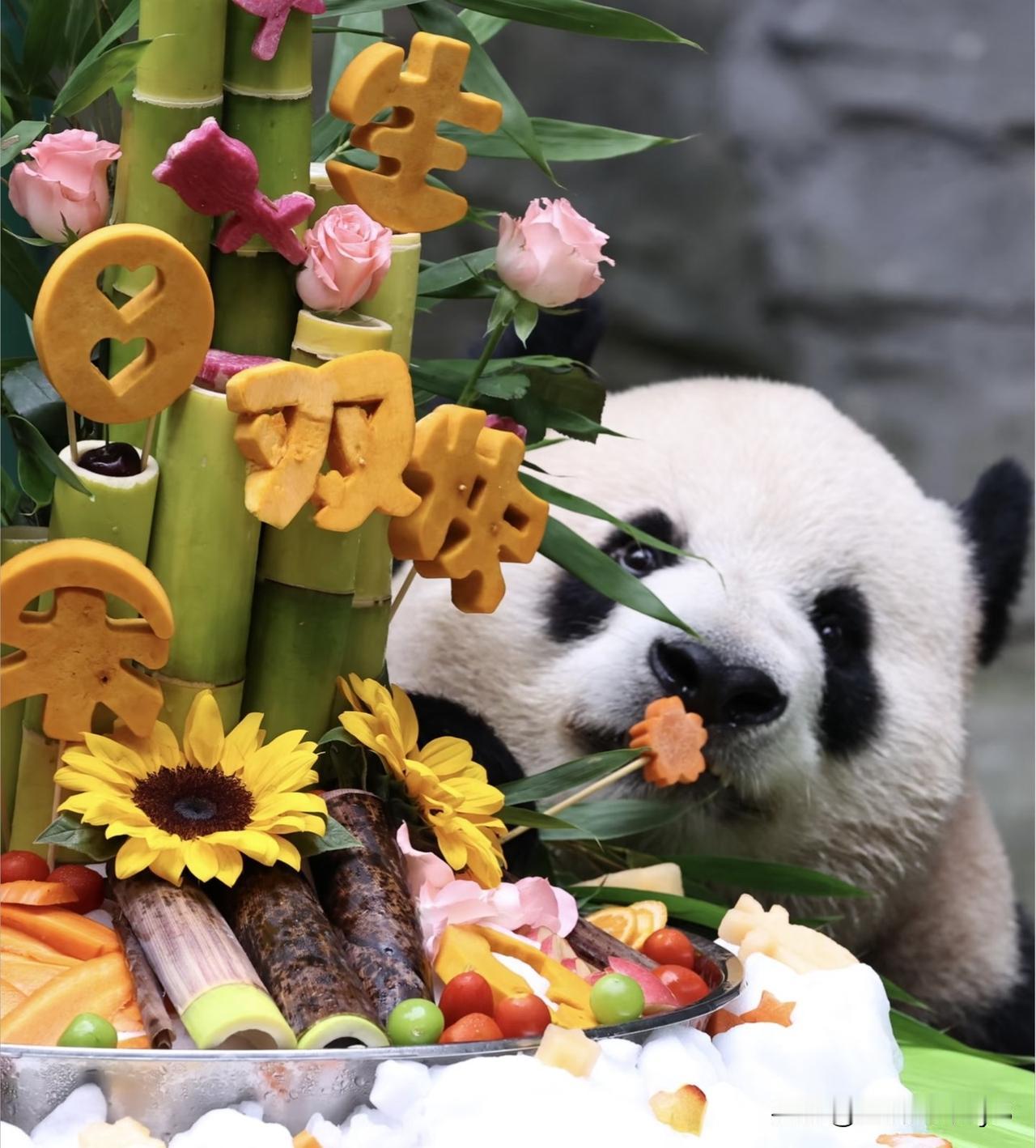兰双双是什么绝世好哥哥啊！自己的生日餐吃了没两口，就开始惦记隔壁的喜庆姐妹，赶紧