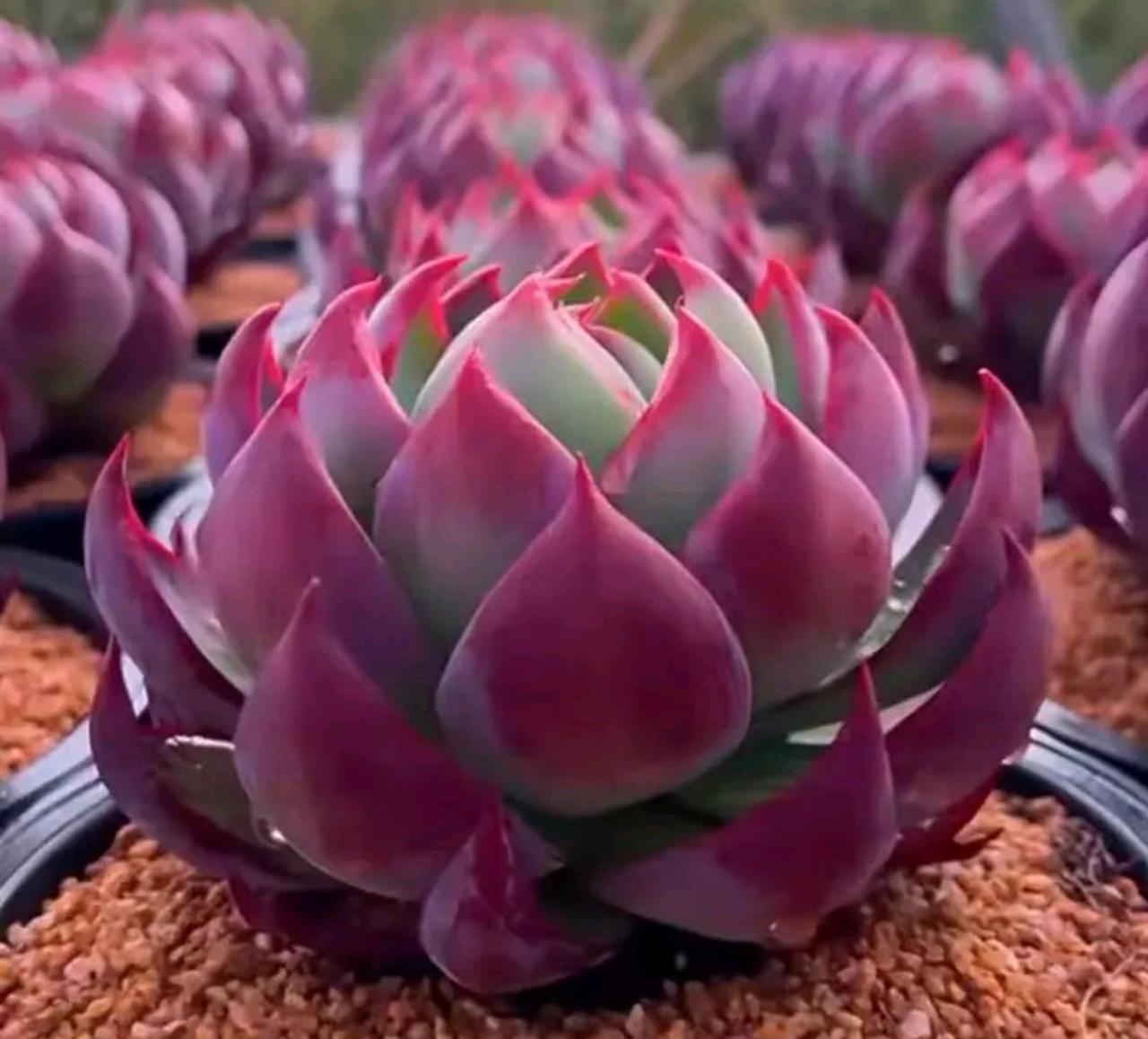 股市中的悟道者想不赚钱非常难，除非他故意去追山顶的票然后割肉，否则，但凡他选的股