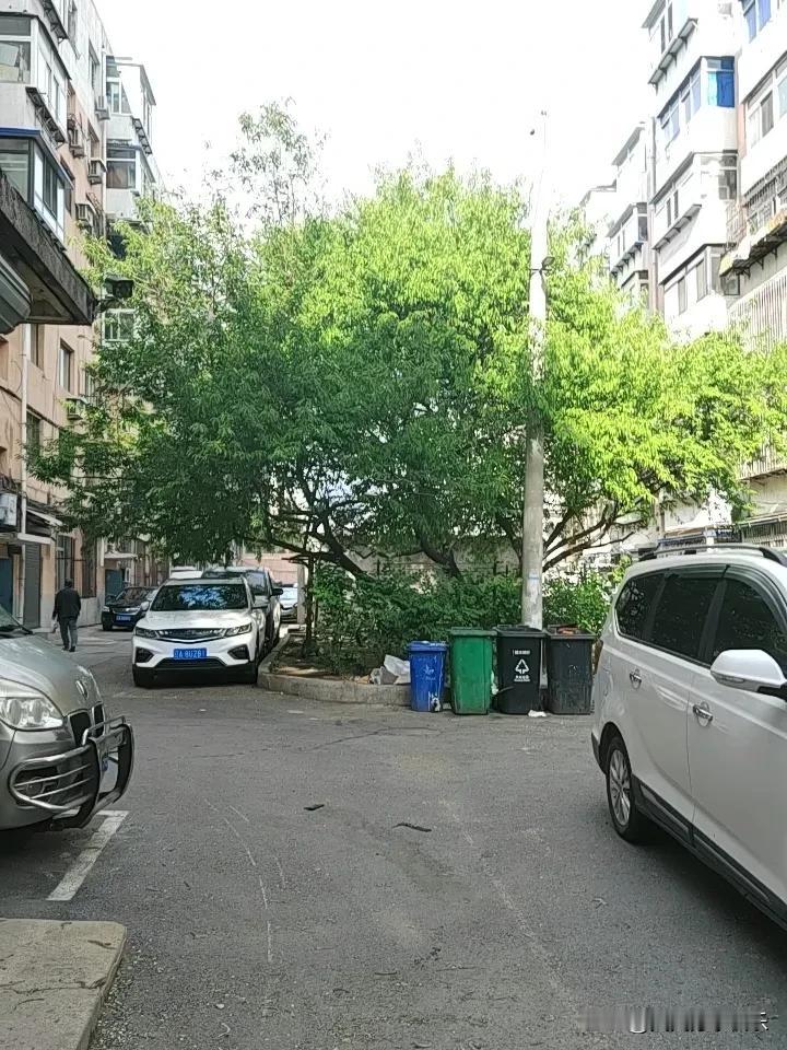 真心话茶局