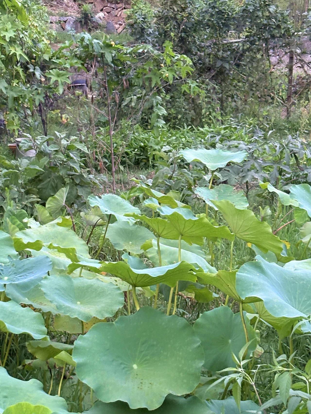 一男子贷款50万，期限二年，到期后不见归还，银行联系不到，到他家催款，这才发现，