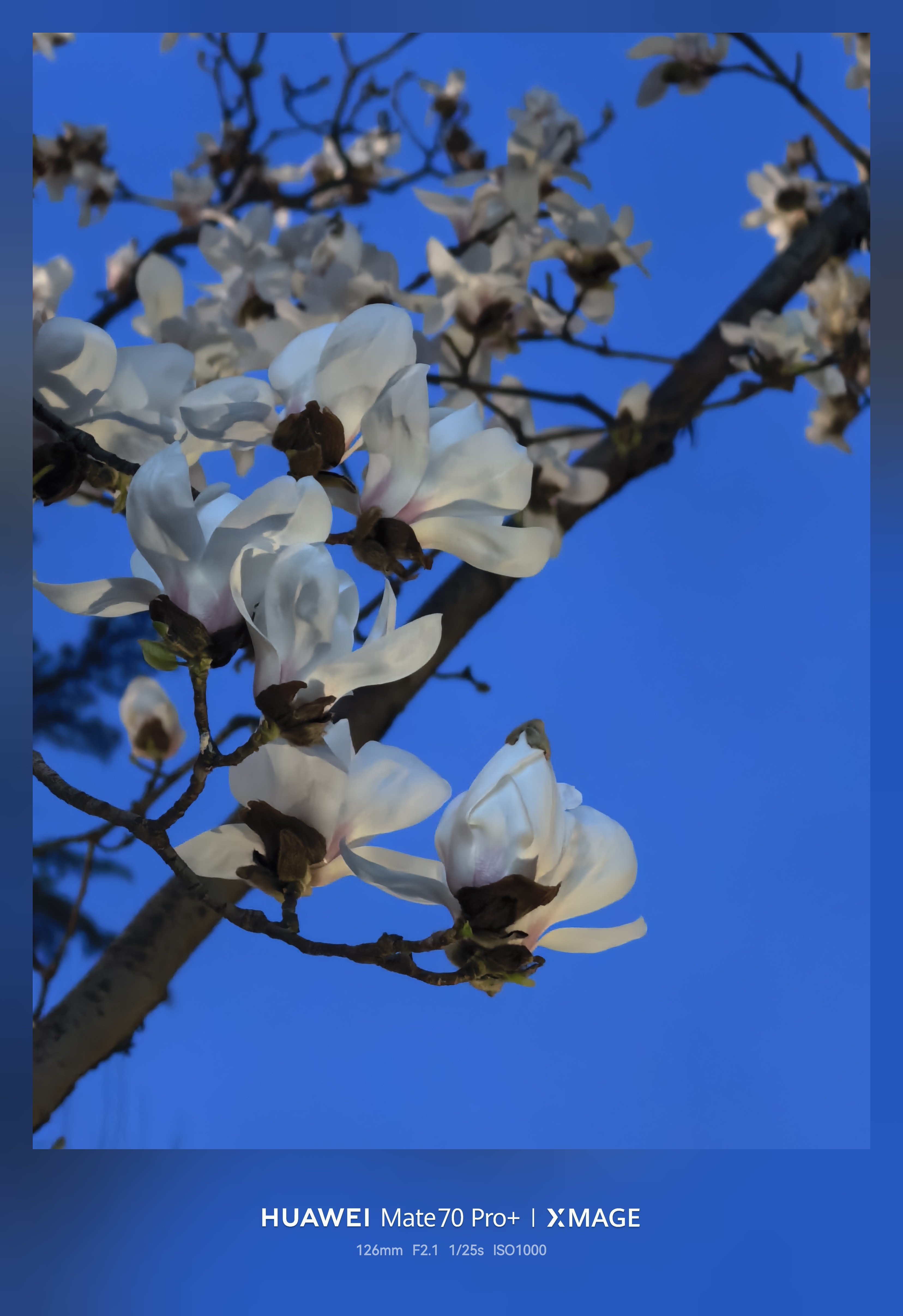 北京的玉兰开了，趁着傍晚的蓝天这配色简直太美了！