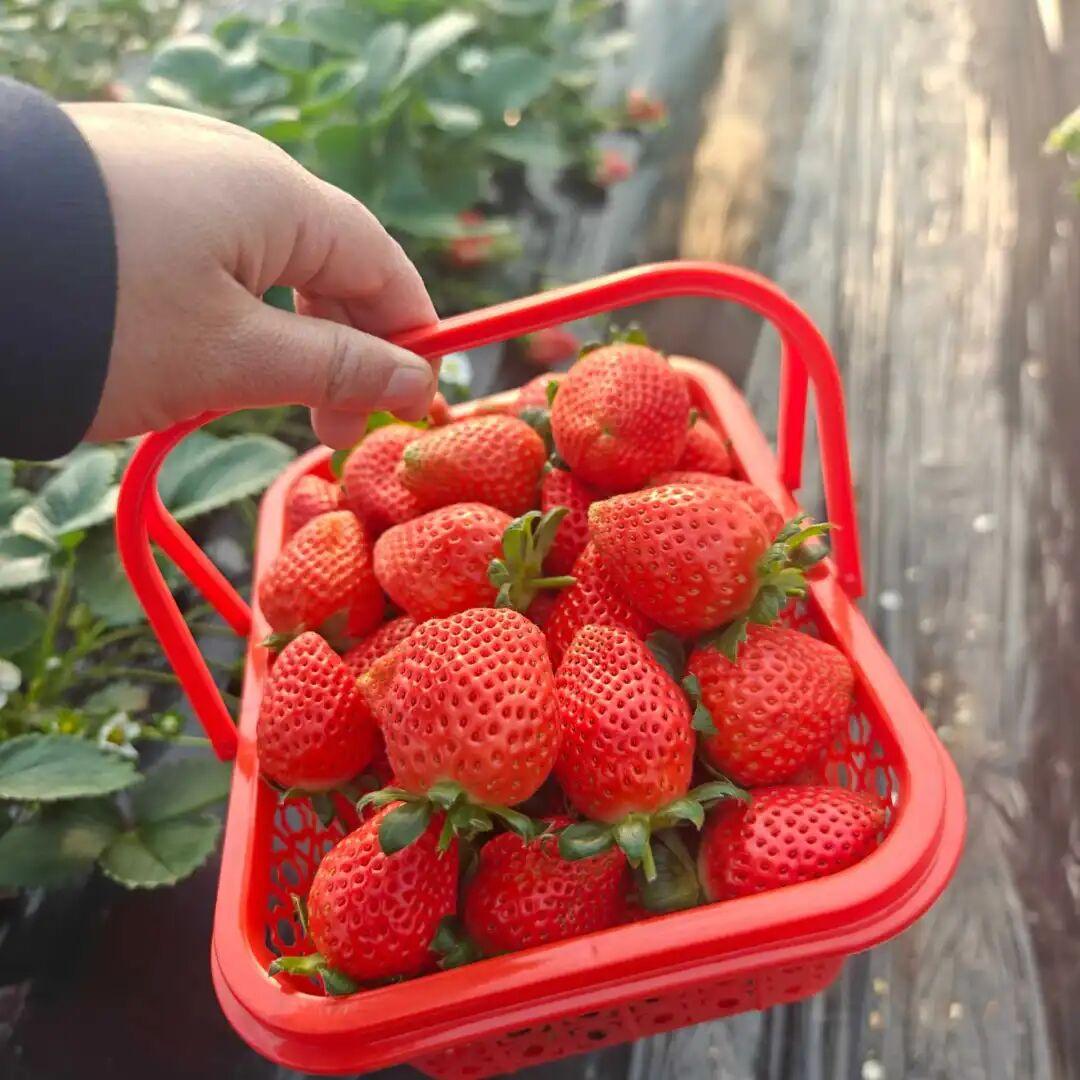晒图大赛这是我们老家的草莓基地，培育的草莓又大又甜，真想回去尝尝！(图片来自家乡