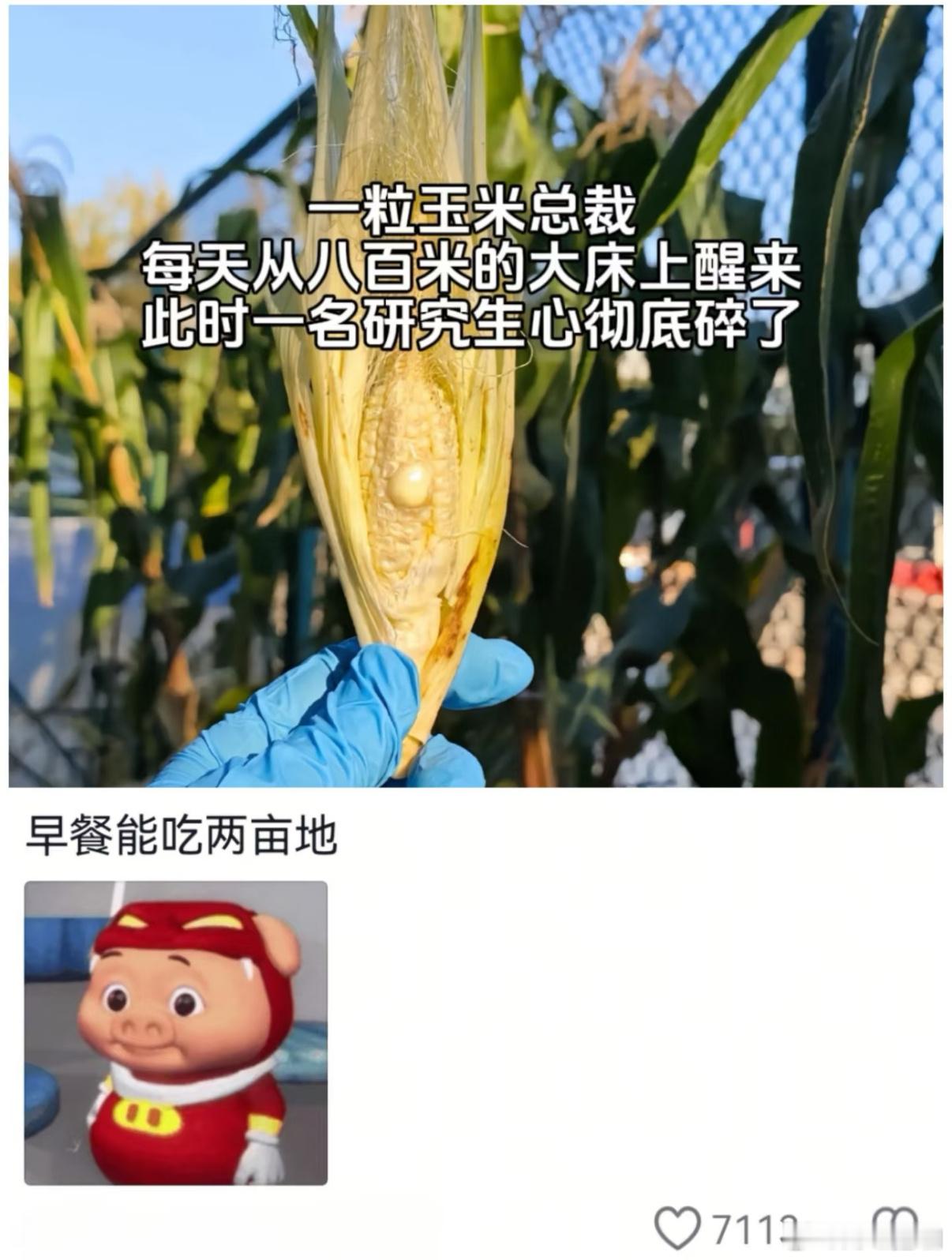这玉米肯定上火，长了个痘！ 