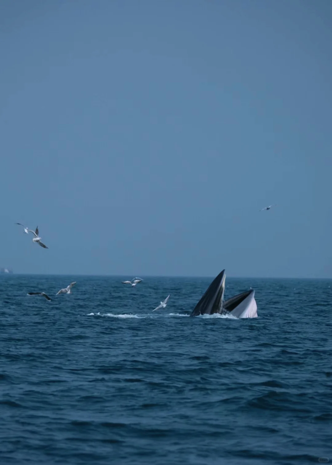 涠洲岛出海观鲸要11月后才开始丨浮潜海钓