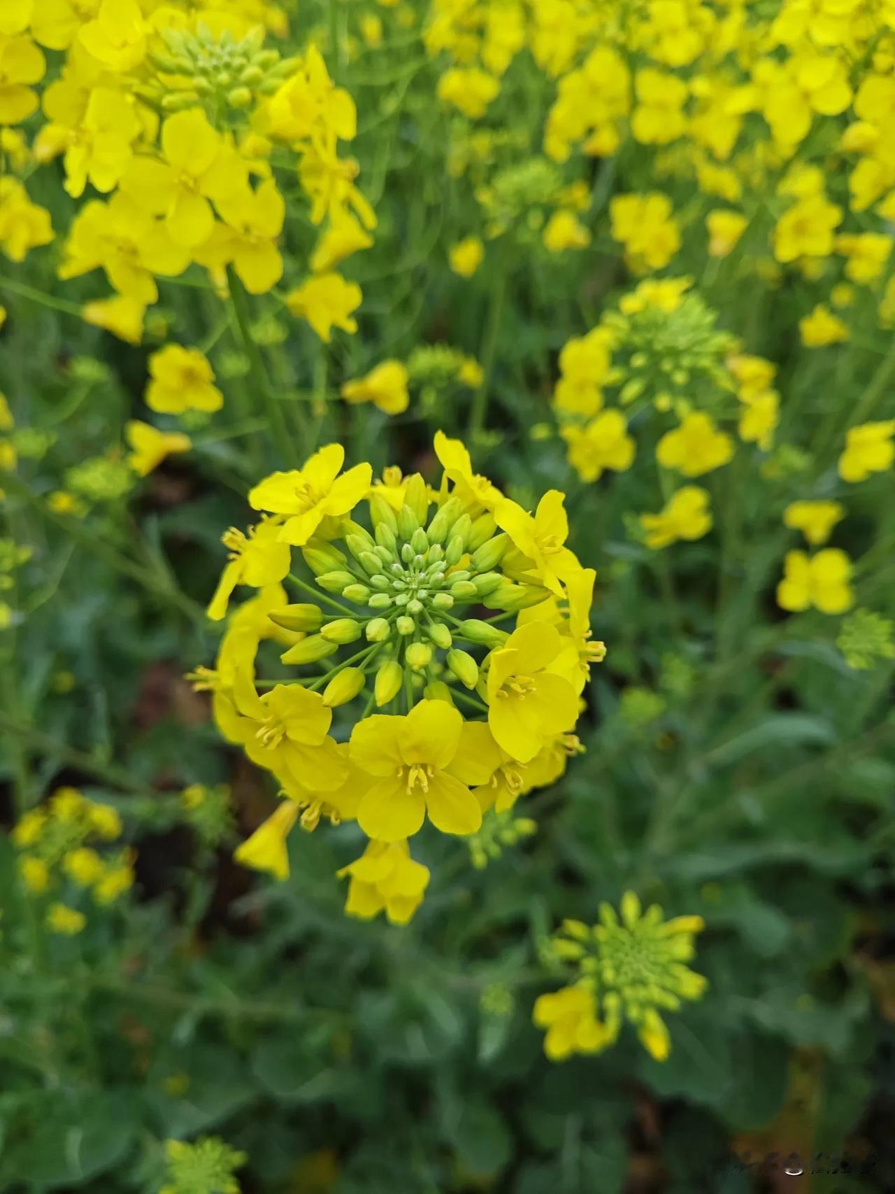 春日花语之油菜花