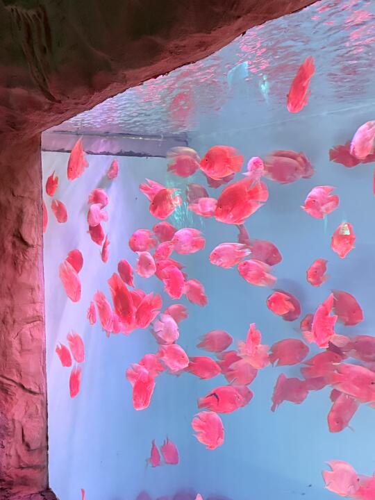 为了这一池财神鱼！！一定要去一次福州。。🐟🫧