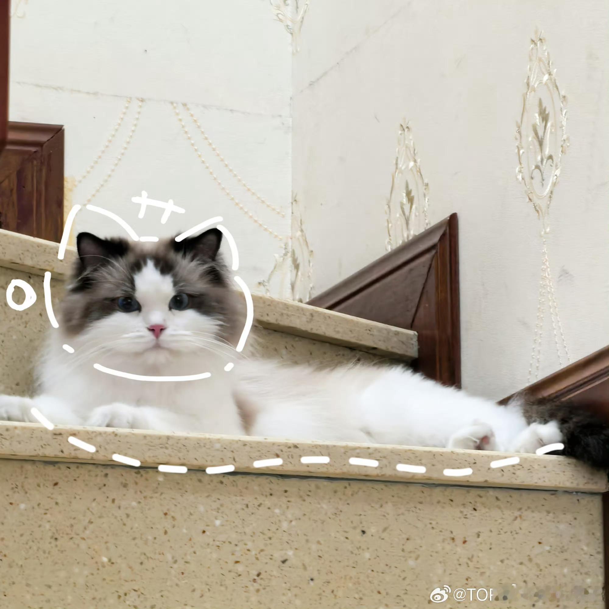 还加上了一个喵。咋这么萌 