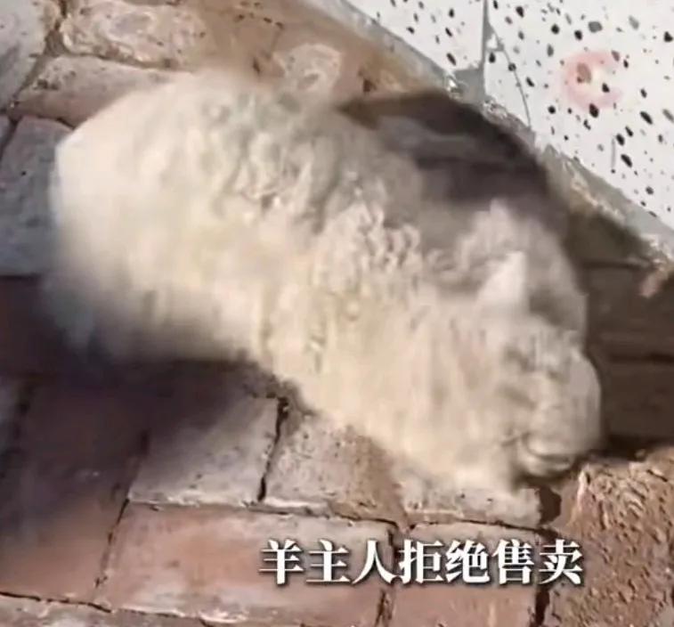宁夏装死小羊身价飙升至30万，羊主人拒绝售卖，
一只刚出生不久的戏精小羊，如果成