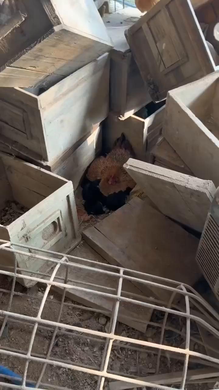 这波操作都看傻了。