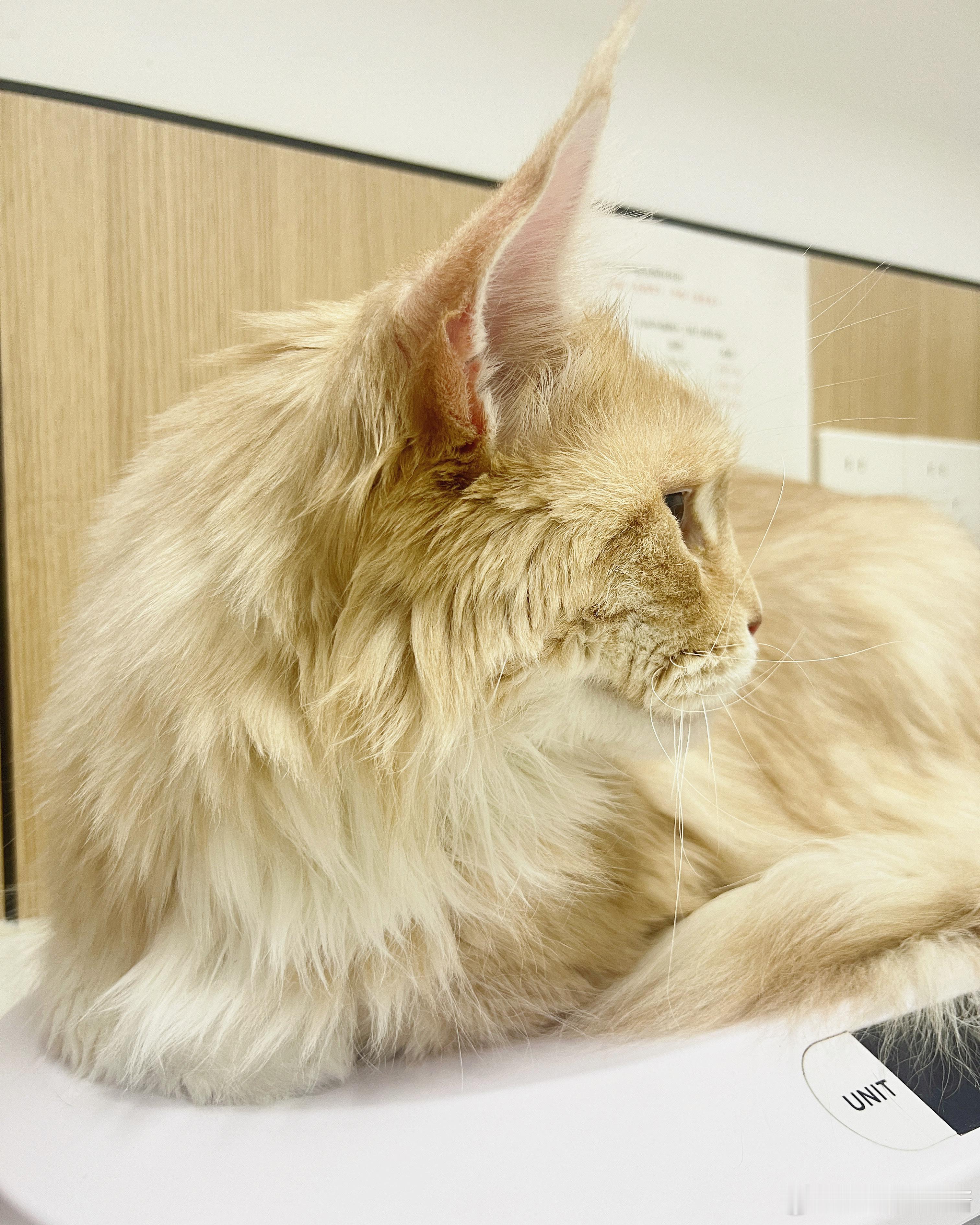 缅因猫[超话] 今天是不是猫猫呕吐日啊 [笑cry] 今天我家火火吐了，朋友家猫