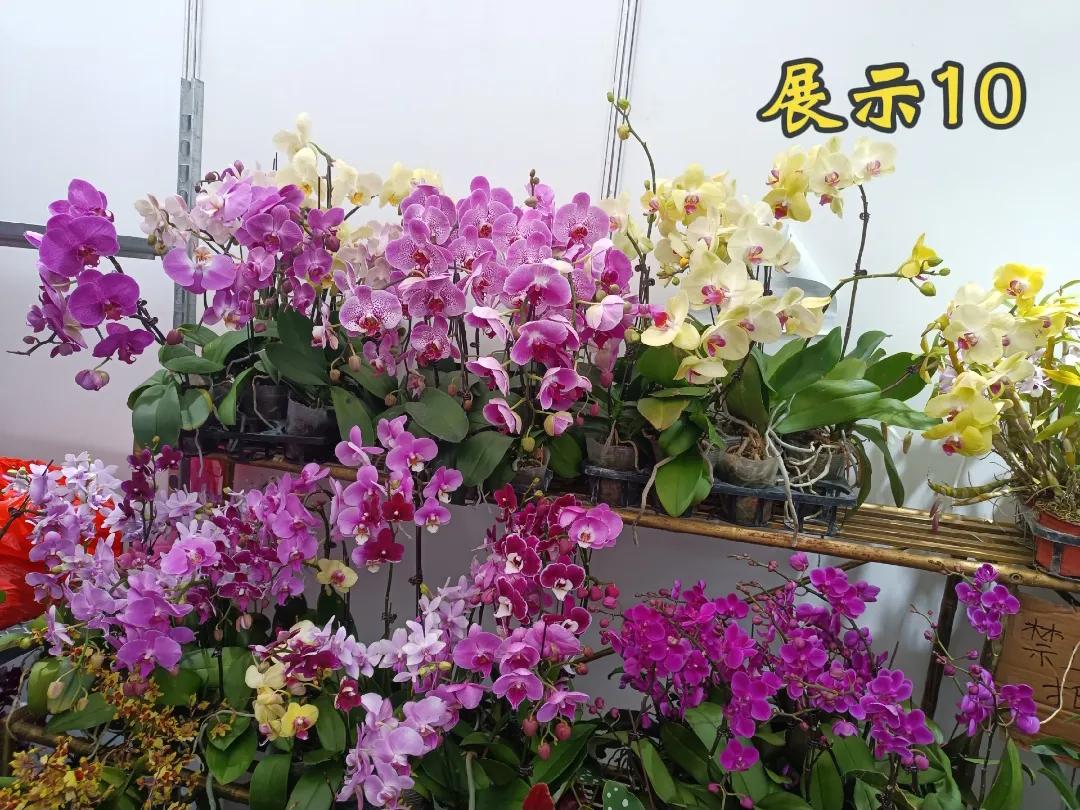 每日一花。
如果说有一种花，它的美可以跨越四季，它的红可以穿越古今，它的寓意可以