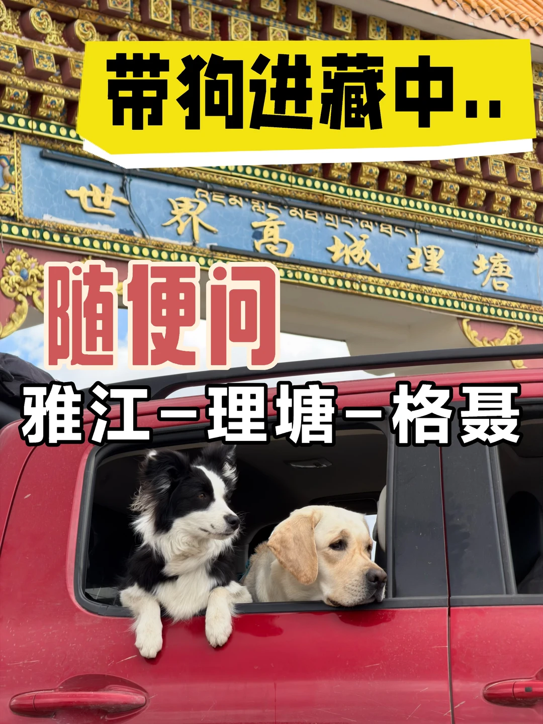 318带狗进藏:海拔4000米，狗比我强？